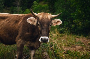 Şirin yüzlü, genç ve güzel kahverengi inek arka planda tepelerle çayırda kameraya poz veriyor. Otların üzerinde beslenen ineğin portresi..