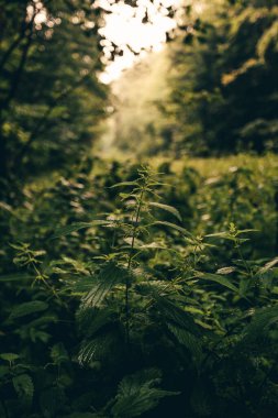 Arka planda doğal altın güneş ışığı bulunan ormanda ısırgan otu (Urtica dioica). Ormandaki bitkilerin kasvetli ve karanlık fotoğrafı.