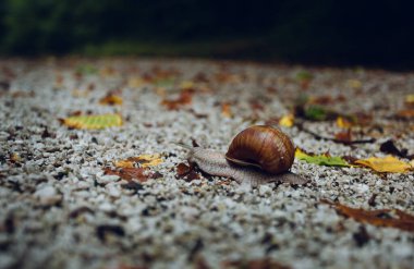 Görüntü - Ormandaki toprakta salyangoz kabuğu. Helix Pomatia 'nın ormanda kabuk korumalı salyangozunun yakın fotoğrafını çek..