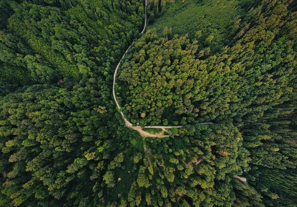 Weitwinkel Luftaufnahme Drohne Draufsicht Von Erstaunlich Grünem Wald Mit Gekrümmter — Stockfoto