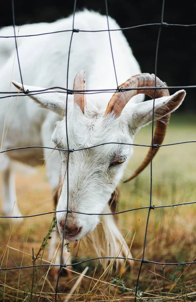 Portrait of beautiful and cute goat standing on green meadow near the forest and posing to camera. White domestic goat is feeding and behind the fence in autumn time.