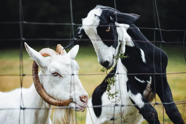 Portrait Belles Mignonnes Chèvres Debout Sur Prairie Verte Près Forêt — Photo