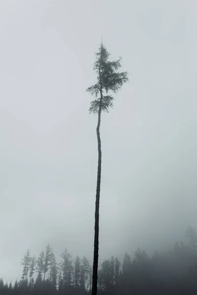 Vertical photography of long single pine tree in misty and foggy morning with other blurred trees on background.