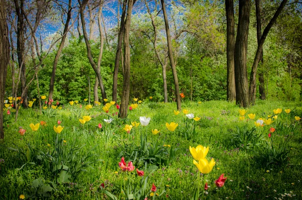 Bosque místico con flores — Foto de Stock