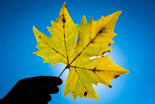 逆光のカエデの葉 — ストック写真