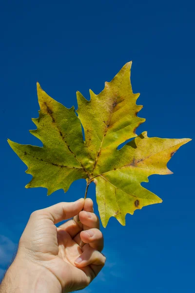 Autumn leaf — Stock Photo, Image