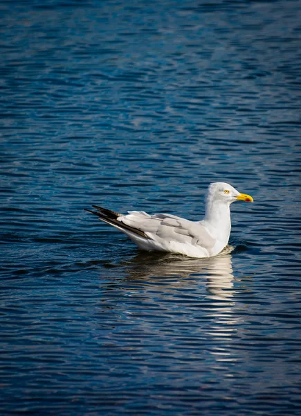 Gabbiano intenzionale che nuota in acqua — Foto Stock