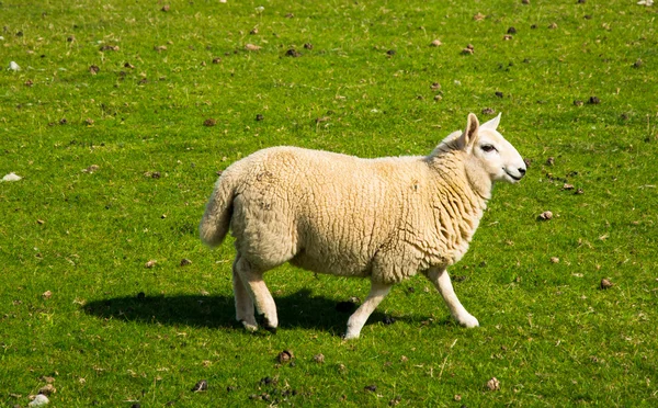 Agnello di lana — Foto Stock