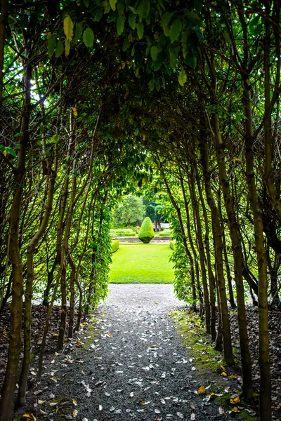 Narrow path in a forest toward a sunlit meadow — Stock Photo, Image