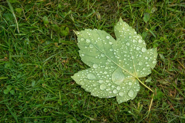 Yağmur damlaları ile kaplı akçaağaç yaprağı — Stok fotoğraf