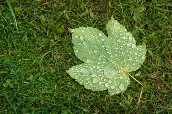 Feuille d'érable recouverte de gouttes de pluie — Photo