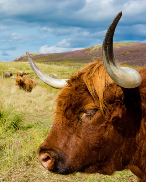 Highland cattle on scottish pasture — Stock Photo, Image