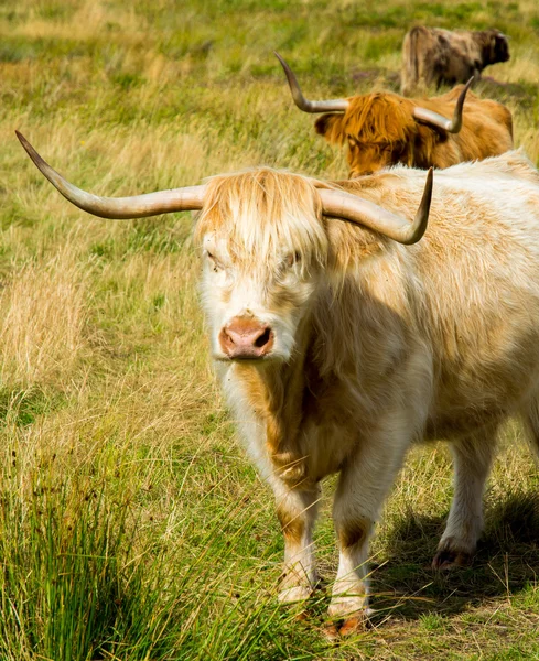 Nosy highland cattle — Stockfoto