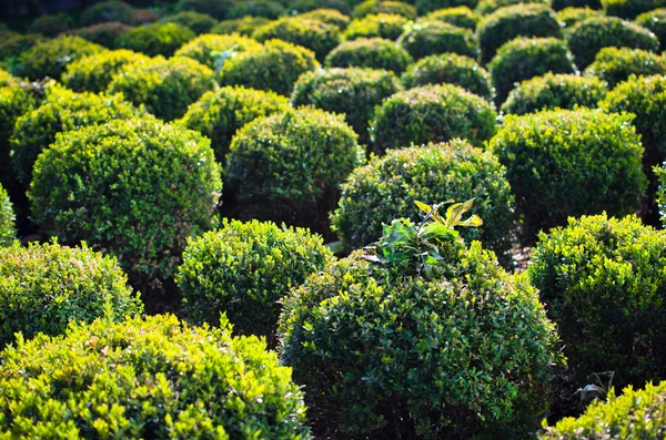 Box Tree — Stock Photo, Image