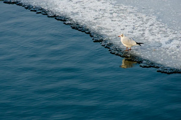 Gaviota solitaria en lago congelado — Foto de Stock