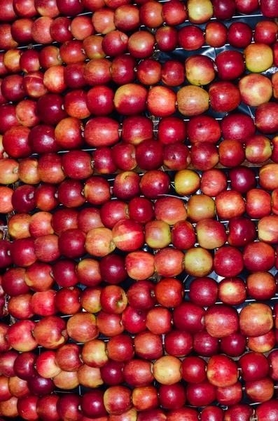 Montón enorme de manzanas leídas —  Fotos de Stock