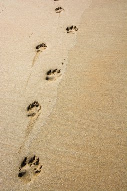 yola bir köpek kum