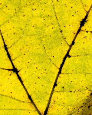 sonbahar yaprak detay