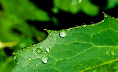 yeşil yaprak üzerinde Waterdrops