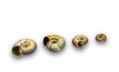 in helezon ramshorn satır