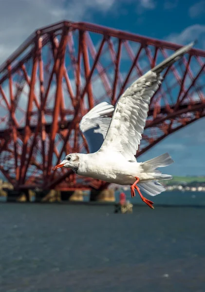 Seagull voor edinburgh weer overbruggen — Stockfoto