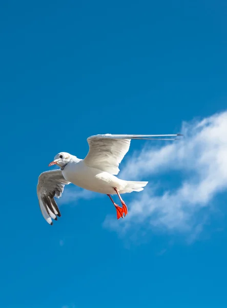 Landing Seagull — Stock Photo, Image