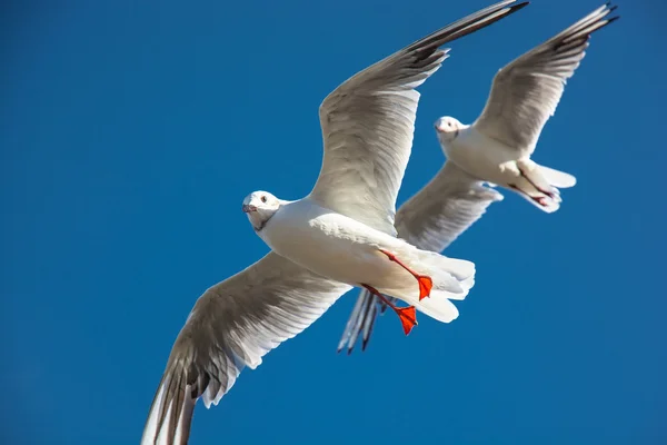 Coordinated flight of two seagulls — Stock Photo, Image