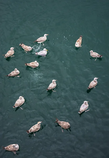 Numerous seagulls swimming in the water — Stock Photo, Image