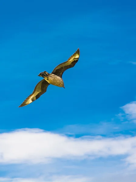 Flight above the clouds — Stock Photo, Image