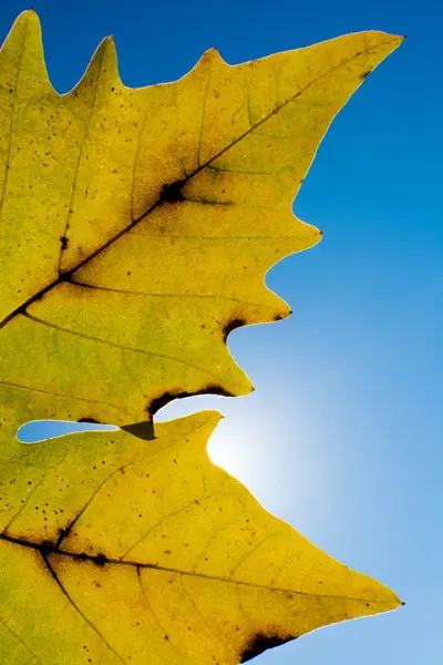 カラフルな秋の葉の詳細 — ストック写真