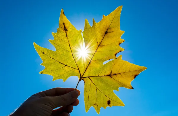 Maple leaf against the sun — Stock Photo, Image