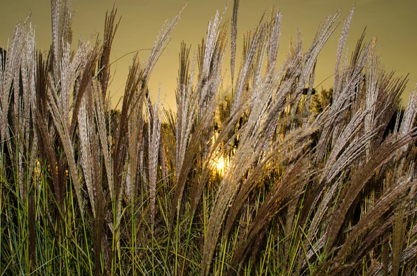 Low sun shining through reed in the late evening — Stock Photo, Image