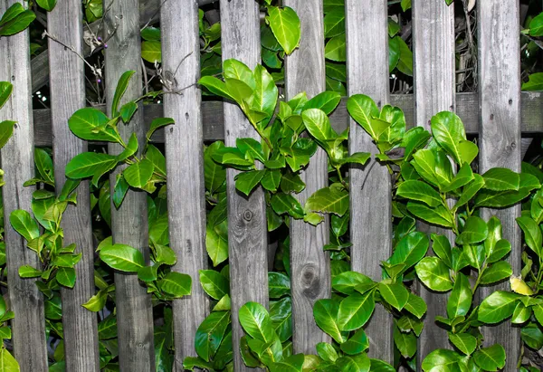 Recinzione del giardino — Foto Stock