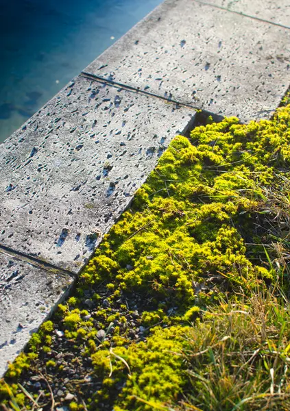 Stoneplates with moss and grass on the riverside — Stock Photo, Image