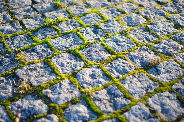 Cobblestones with moss — Stock Photo, Image