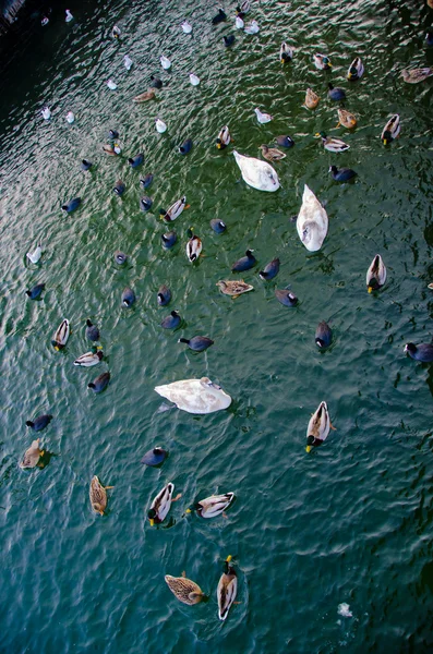 Menigte van watervogels concurreren voor feed — Stockfoto