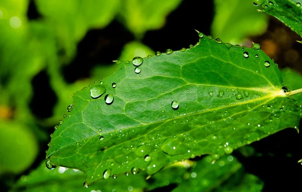 Gouttes d'eau sur feuille verte — Photo