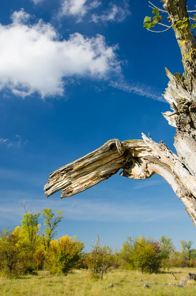 Старое дерево в болотистой местности — стоковое фото