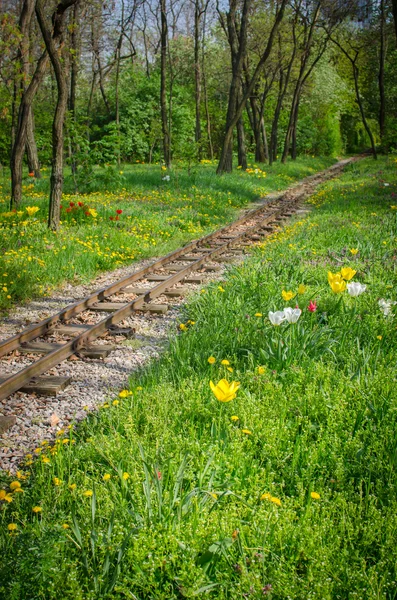 Train tracks and flowers — Stock Photo, Image
