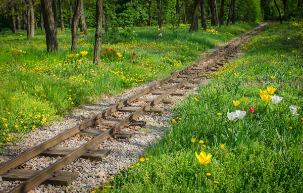 Traintracks genom romantiska skog — Stockfoto