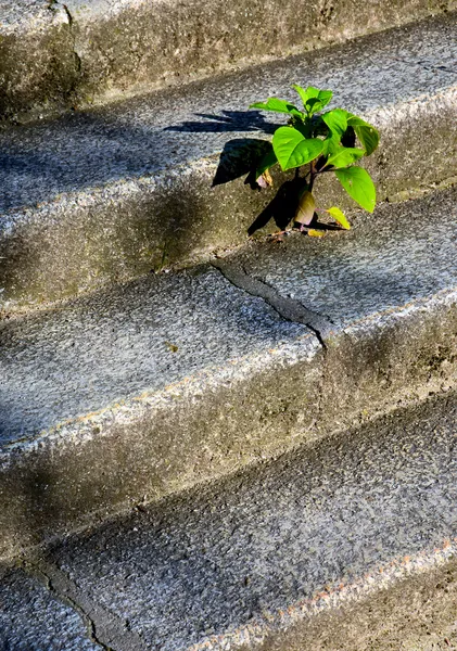 Otimismo ambiental — Fotografia de Stock