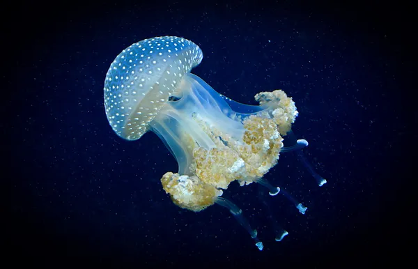şeffaf mavi jellyfish