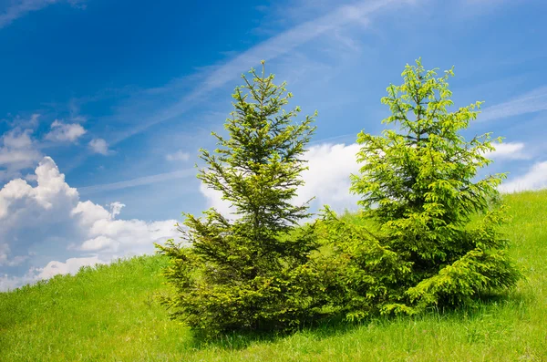 Spruces on montane pasture — Stock Photo, Image