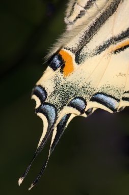 kanat yelken swallowtail