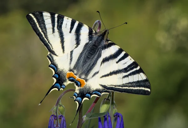 Yelken swallowtail — Stok fotoğraf