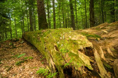 Çürümüş ağaç orman yerde yatan