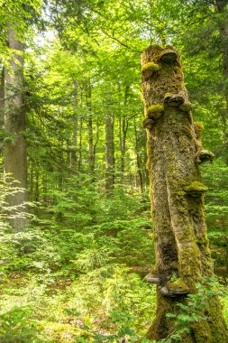 KAV mantar eski ahşap çürümüş ağaç kütüğü