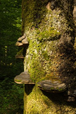 güneş ışığı altında çıra mantar ile çürümüş ağaç kök