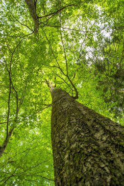 Eski bir ahşap ağaçlarda kron, yukarı görüntülemek