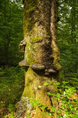 güneş ışığı altında çıra mantar ile çürümüş ağaç kök
